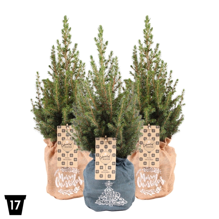 <h4>Picea glauca 'December'</h4>