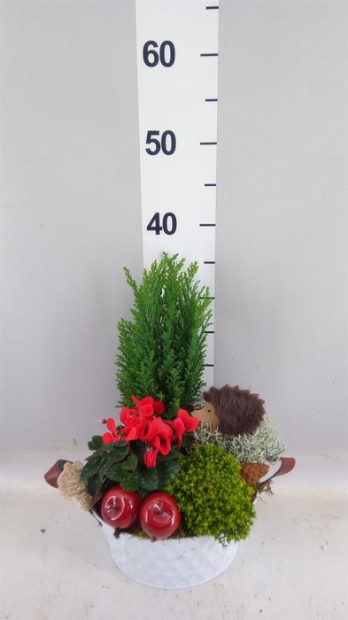 <h4>Arr.   Tuinplanten L%</h4>