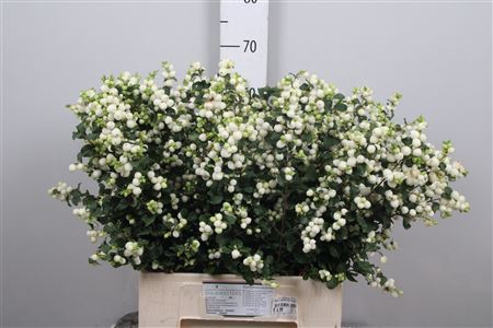 Sympho Mag Lemon Lime
