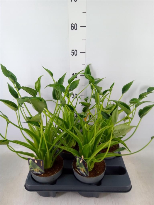 <h4>Alocasia   ...</h4>