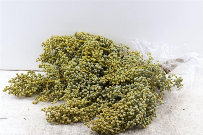 <h4>Sier Dadels Di Lago 4 Kg</h4>