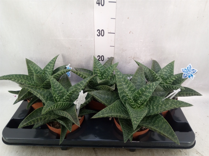 xGasteraloe  'Tiki Zilla'