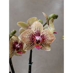 Flower Symphony | 108871 | Phalaenopsis 2 spike