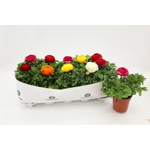 Ranunculus Sprinkles Mix