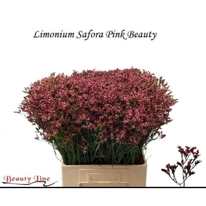 LIMONIUM SINENSE 'SENSY PINK BEAUT'