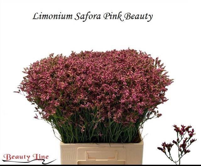 <h4>LIMONIUM SINENSE 'SENSY PINK BEAUT'</h4>