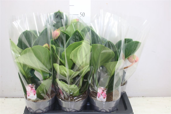 <h4>Medinilla Flamenco 1+</h4>