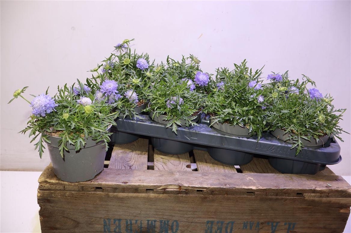 <h4>Scab Jap Ritz Blue</h4>