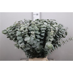 Euca Baby Blue Per Bunch Xxl