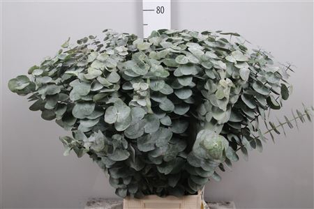 <h4>Euca Baby Blue Per Bunch Xxl</h4>