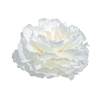 Paeonia Carl G. Klehm