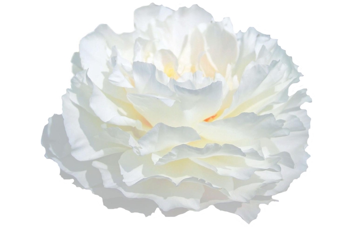 Paeonia Carl G. Klehm