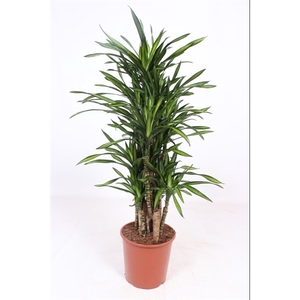 Dracaena Riki