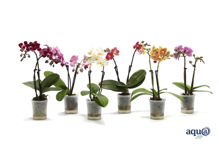 <h4>Phalaenopsis ...mini</h4>