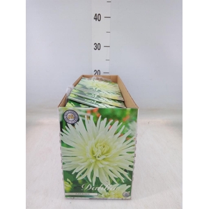 Dahlia   ...flowerbulbs