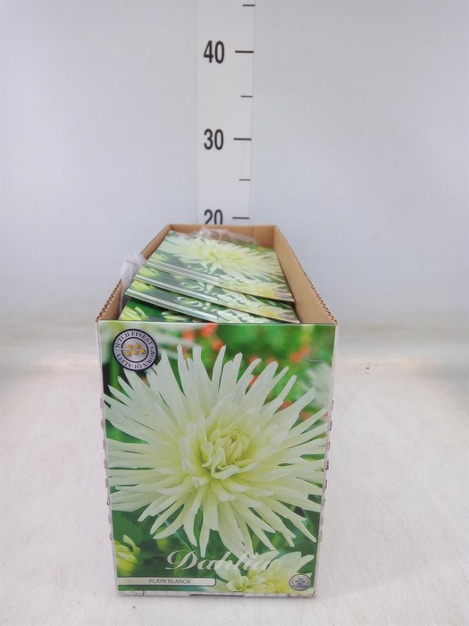 <h4>Dahlia   ...flowerbulbs</h4>