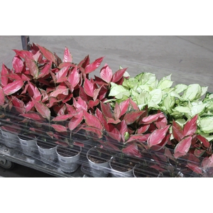 AGLAONEMA VARIADA P12