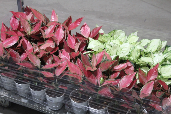 <h4>AGLAONEMA VARIADA P12</h4>
