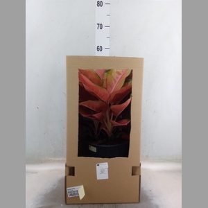 Aglaonema   ...
