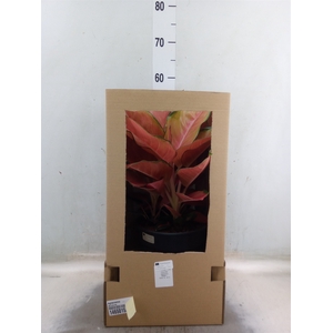 Aglaonema   ...