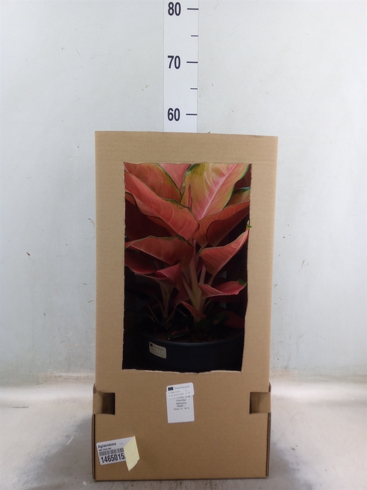 <h4>Aglaonema   ...</h4>