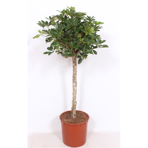 <h4>Schefflera arboricola 'Compacta'</h4>