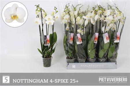 <h4>Phal An Nottingham</h4>