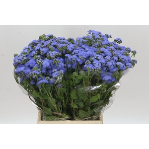 AGER H BLUE PLANET