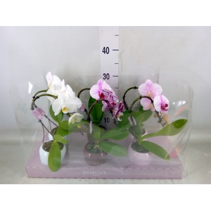 Phalaenopsis   ...