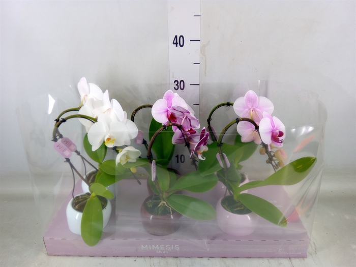 <h4>Phalaenopsis   ...</h4>