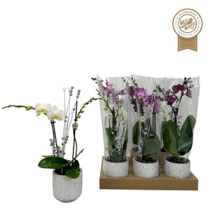 No9 Phalanopsis 2Tak Christmas Mix