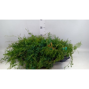 Selaginella   ...
