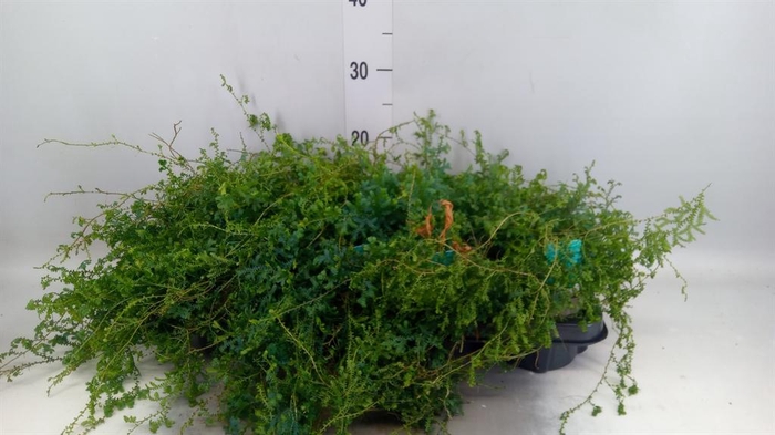 <h4>Selaginella   ...</h4>