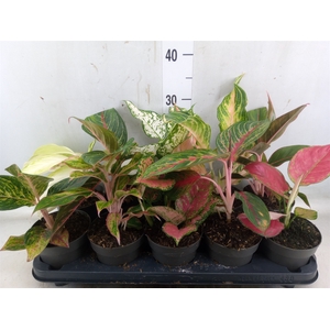 Aglaonema   ...