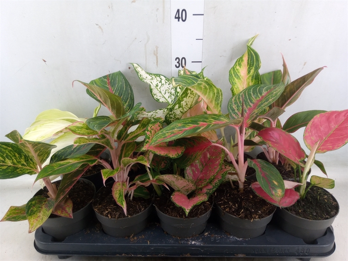 <h4>Aglaonema   ...</h4>