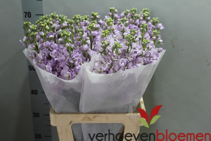 <h4>MATTH IRON MARINE</h4>