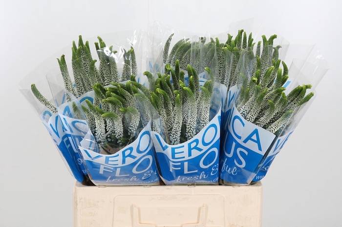 <h4>Veronica Caya Wit</h4>