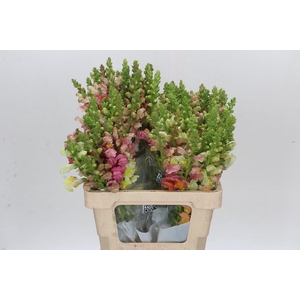 Antirrhinum Potomac Rainbow Mix