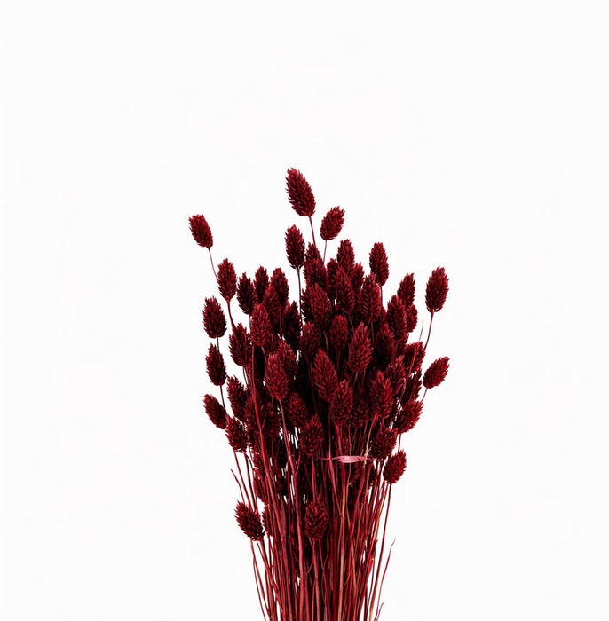 <h4>Dried Phalaris X5 Bordeaux Bunch</h4>