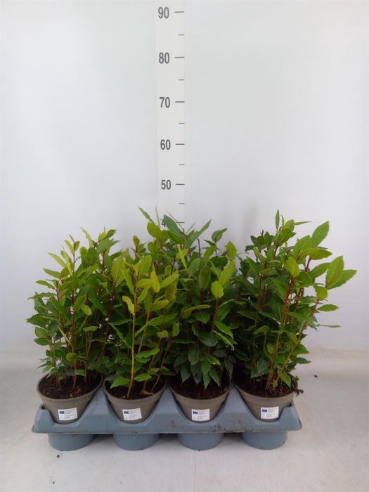 <h4>Laurus nobilis</h4>