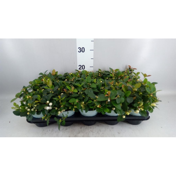 <h4>Gaultheria proc.</h4>