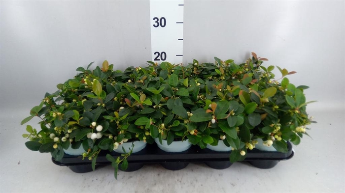 <h4>Gaultheria proc.</h4>