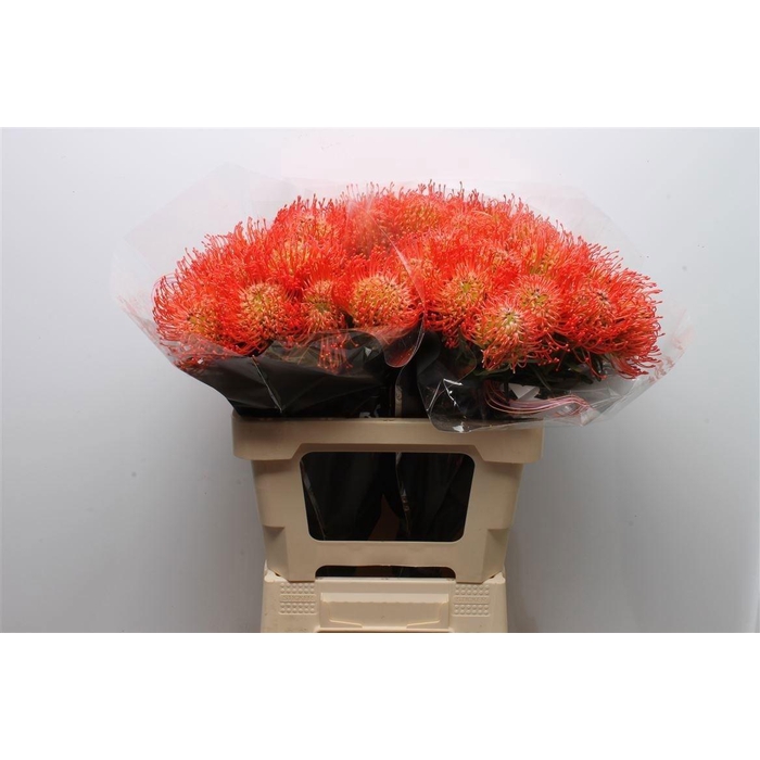 <h4>Leuco Co Succession</h4>