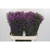 Aster Baby Pink