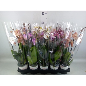 Phalaenopsis   ...mix