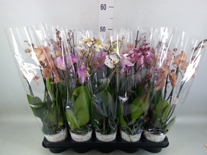 <h4>Phalaenopsis   ...mix</h4>