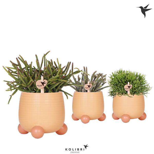 <h4>Kolibri Greens Rhipsalis mix in Rolling pot coral</h4>