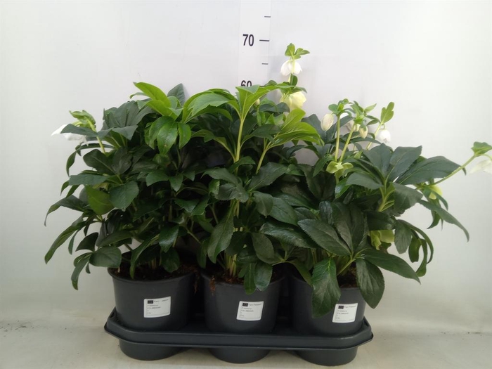 <h4>Helleborus ori.</h4>