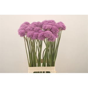 Allium Gladiator X50
