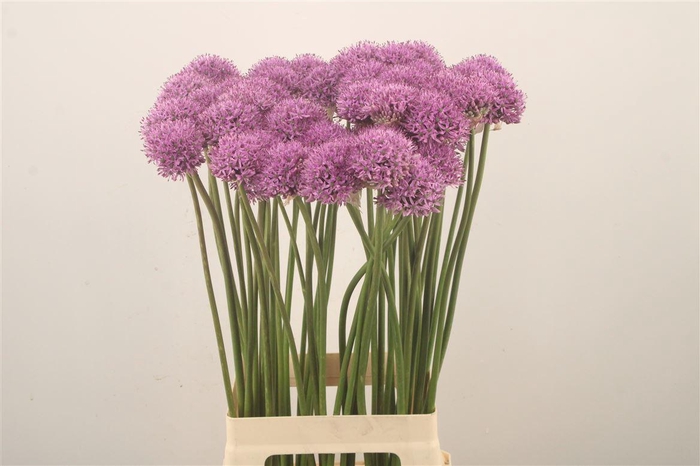 <h4>Allium Gladiator X50</h4>